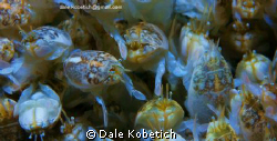 "   Hey...give me some elbow room..your stepping on my to... by Dale Kobetich 